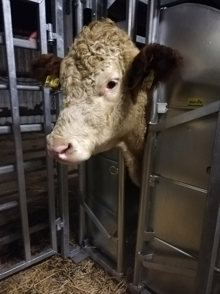 Rind im Fixierstand